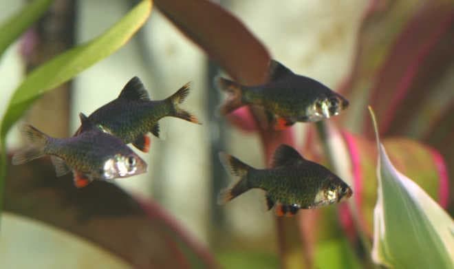 Барбусы мутанты Барбусы мутанты