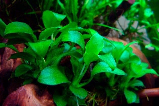 бартера нана бартера нана