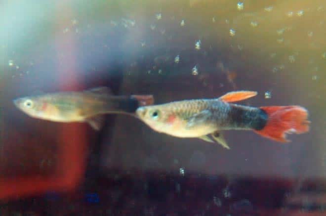 белый налет белый налет