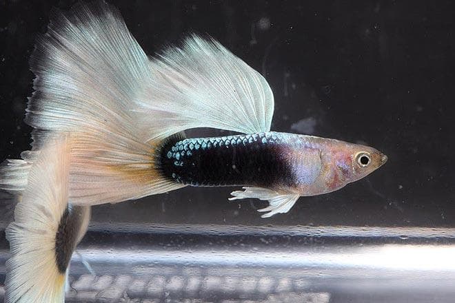 белый принц гуппи белый принц гуппи