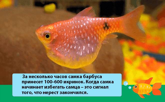 беременная самка барбуса беременная самка барбуса