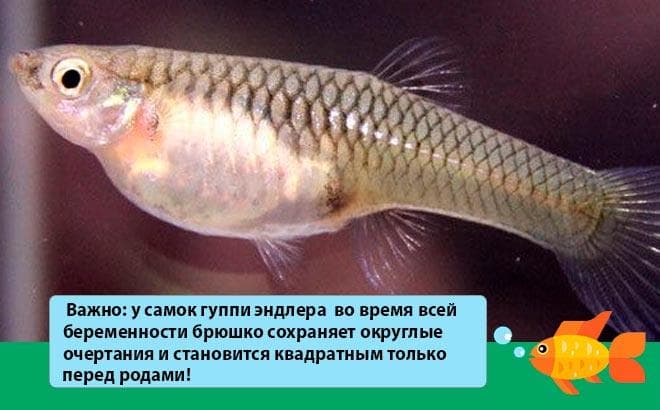 беременная гуппи эндлера беременная гуппи эндлера