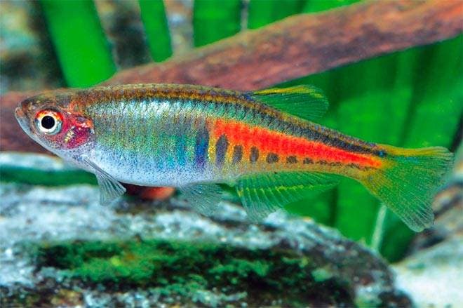 Данио бирманские Данио бирманские