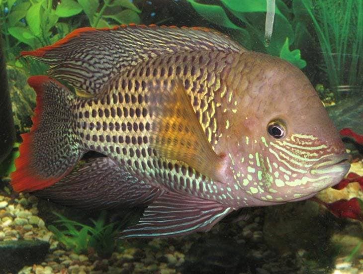 Бирюзовая акара Бирюзовая акара