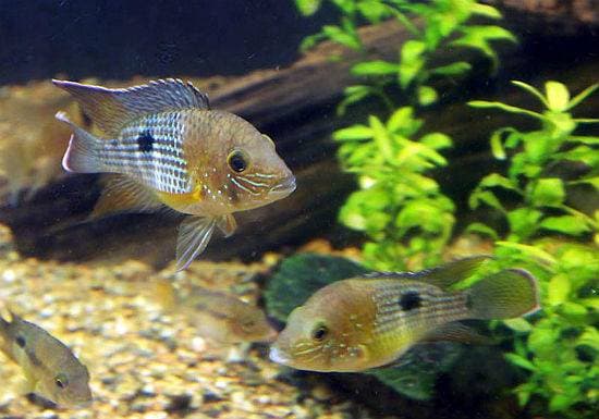 Мальки бирюзовой акары Мальки бирюзовой акары