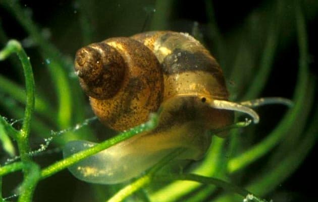 битиния лича битиния лича