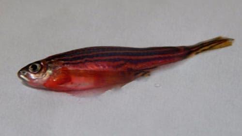 болеющий лабео болеющий лабео