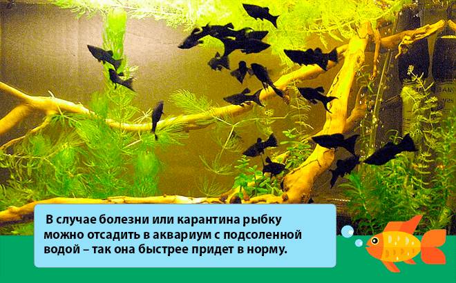 аквариум молли аквариум молли
