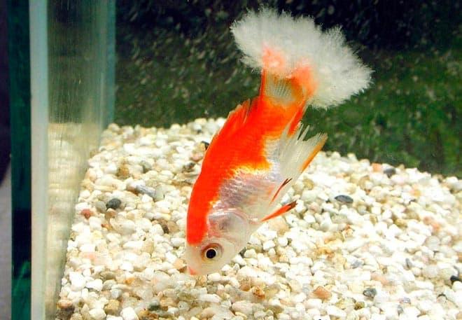 больная рыбка