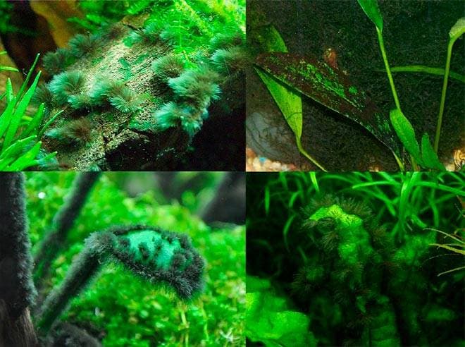 Борьба против водорослей при помощи сайдекса Борьба против водорослей при помощи сайдекса