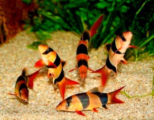 боции боции