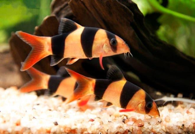 боции боции