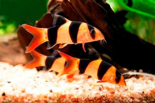 боция боция