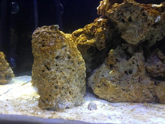 бурые водоросли на камнях в аквариуме бурые водоросли на камнях в аквариуме