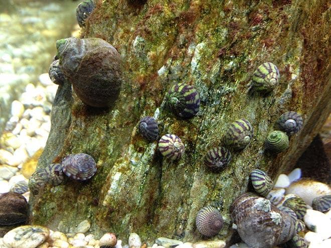 как бороться с Диатомеями как бороться с Диатомеями