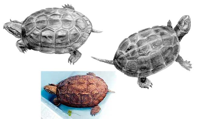 черепаха Прудовая Ривза черепаха Прудовая Ривза