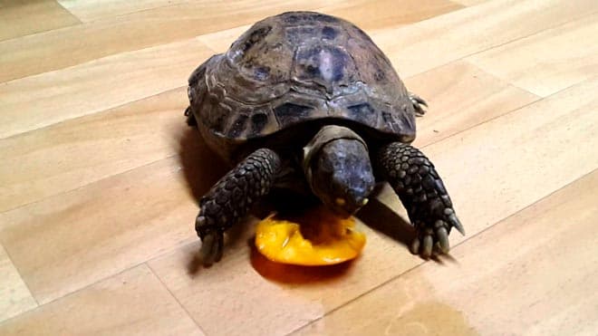 черепаха ест персик черепаха ест персик