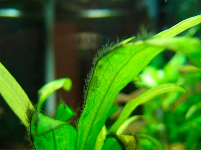 Чёрная борода на растении Чёрная борода на растении