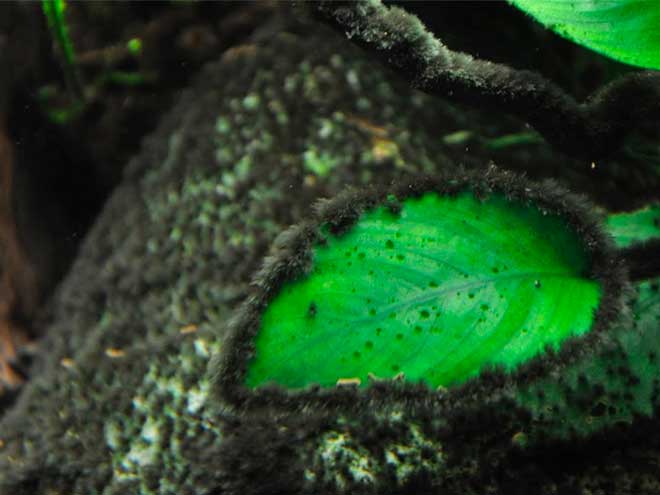 Чёрная борода закрывает листья от света