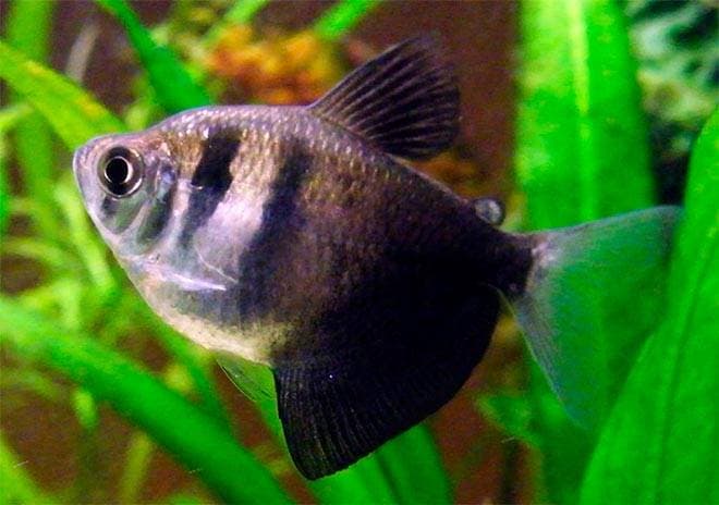черная тетра черная тетра