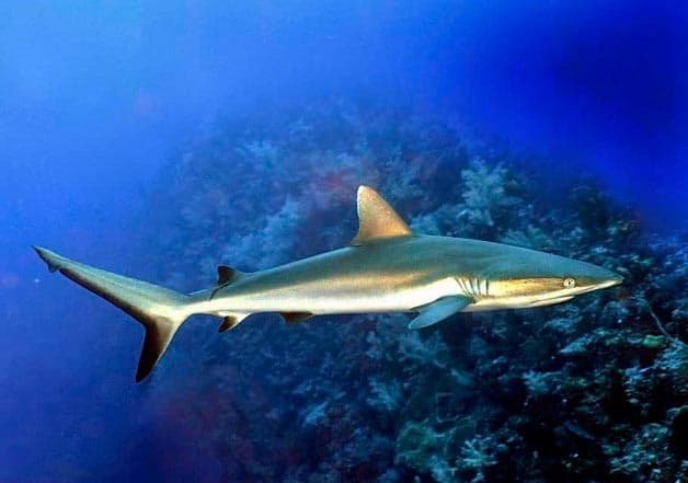 черноплавничая акула черноплавничая акула