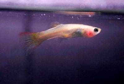 черные глаза черные глаза