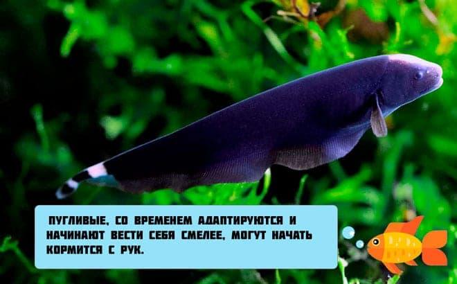 черный нож черный нож