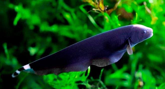 рыбка черный нож рыбка черный нож