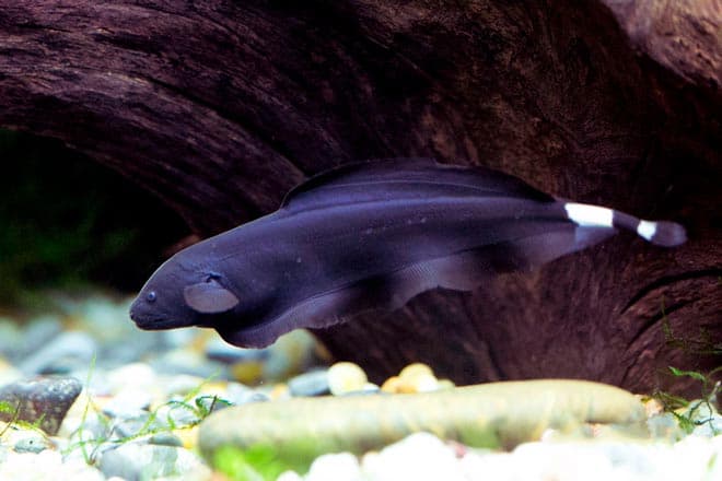 черный нож черный нож