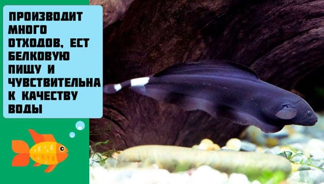 черный принц черный принц