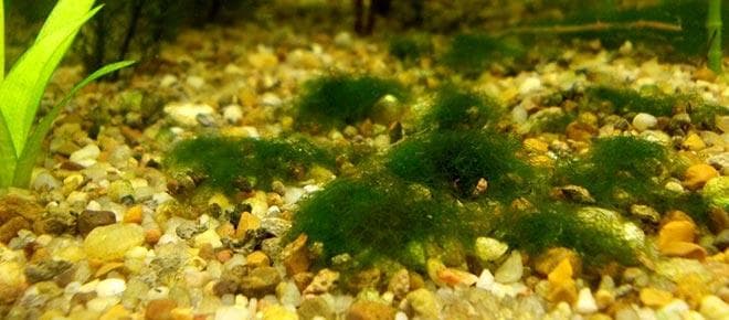 Кладофора в аквариуме Кладофора в аквариуме