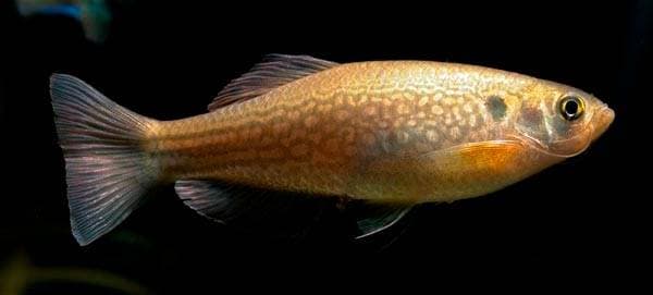 Данио дангила