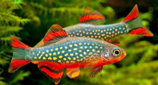 данио данио