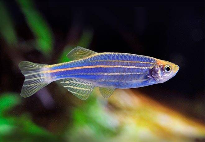 Данио Керри Данио Керри