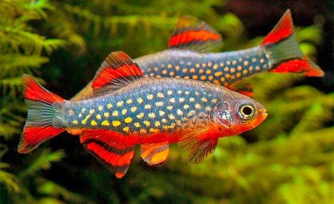 Данио Маргаритатус Данио Маргаритатус
