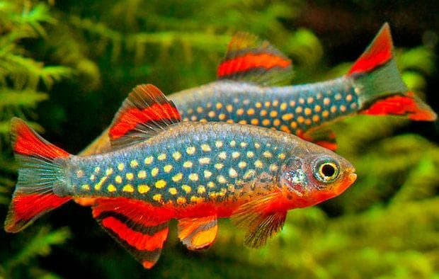 данио рерио данио рерио
