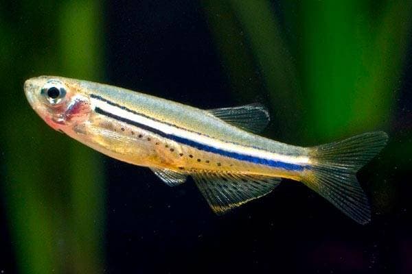 Данио точечный Данио точечный
