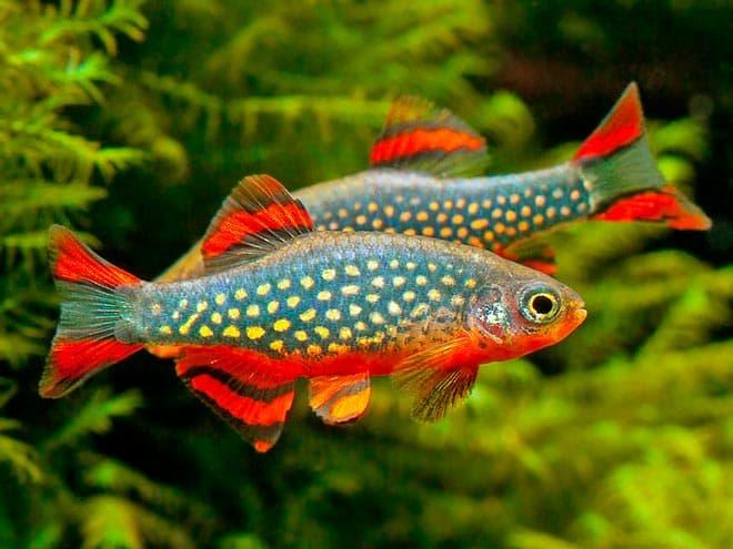 данио данио