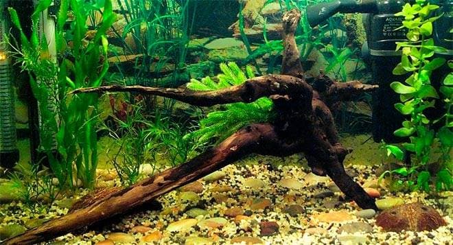 коряга в аквариуме коряга в аквариуме