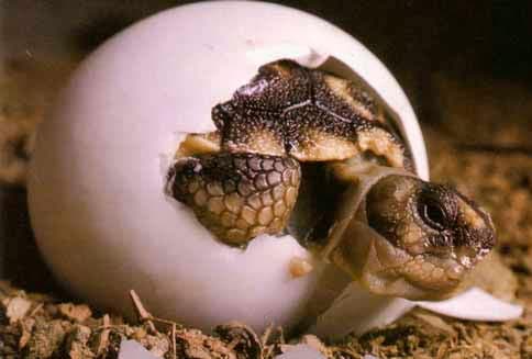 детеныш детеныш