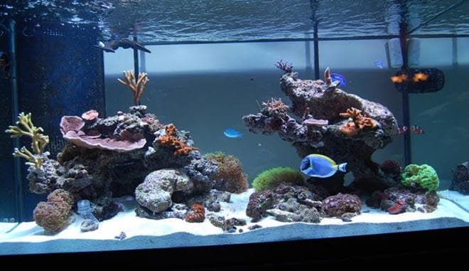 Аквариум с рыбкой хирург Аквариум с рыбкой хирург