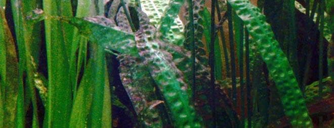 ущерб от бурых водорослей ущерб от бурых водорослей