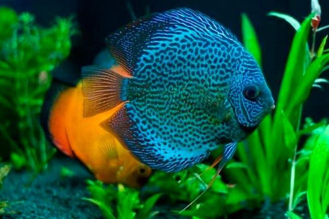 дискус дискус