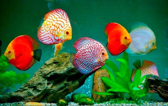 дискусы дискусы