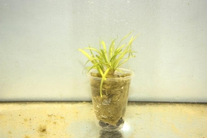 размножение Эхинодорус нежный размножение Эхинодорус нежный