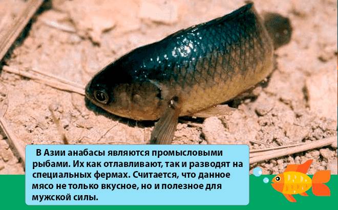 факт об анабасе факт об анабасе