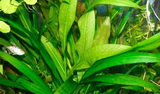 эхинодорус амазонский эхинодорус амазонский