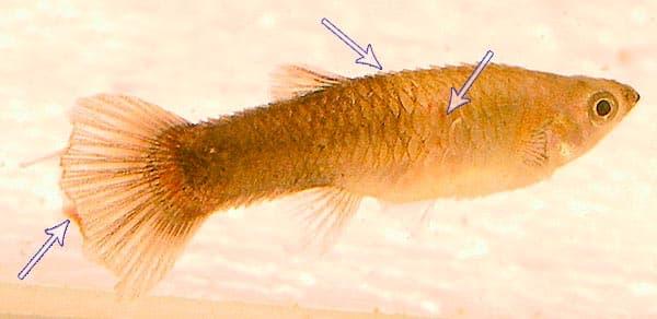 ерошение чешуи ерошение чешуи