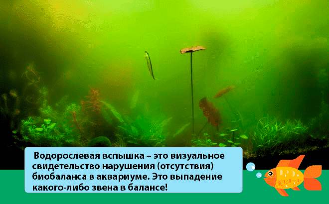 Эвгленовые водоросли Эвгленовые водоросли