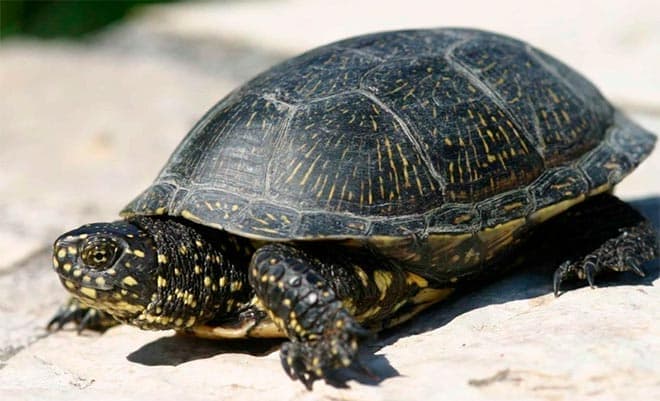 европейская черепаха европейская черепаха